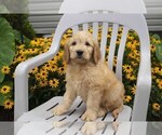 Small Photo #22 Goldendoodle Puppy For Sale in SEBRING, OH, USA
