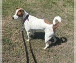 Small #12 Jack Russell Terrier-Whippet Mix