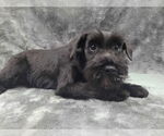 Small #6 Mutt