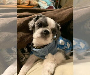 Shih Tzu Dogs for adoption in Silver Spring, MD, USA