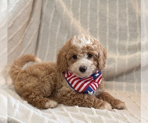 Goldendoodle (Miniature) Puppy for sale in SAINT MARYS, KS, USA