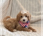Image preview for Ad Listing. Nickname: CHARMING CHAMP