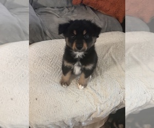 Australian Shepherd Puppy for sale in METAIRIE, LA, USA
