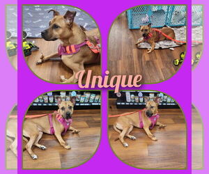 Unique - Female Mutt Dog for Adoption - Photo #2