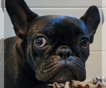 Small Photo #1 French Bulldog Puppy For Sale in SALEM, OR, USA