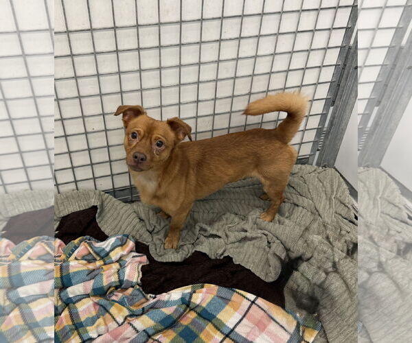 Medium Photo #1 Mutt Puppy For Sale in Chico, CA, USA