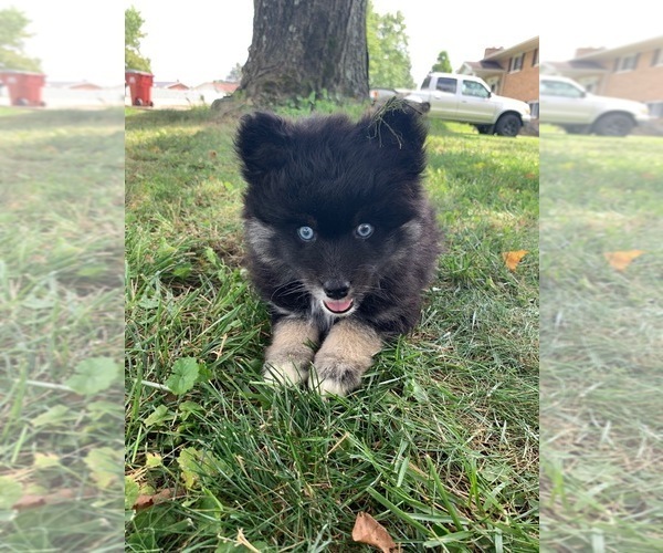 Medium Photo #12 Pomsky Puppy For Sale in WHEELERSBURG, OH, USA