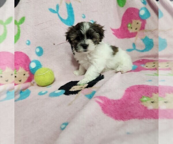 Medium Photo #1 Shorkie Tzu-Zuchon Mix Puppy For Sale in COWARD, SC, USA