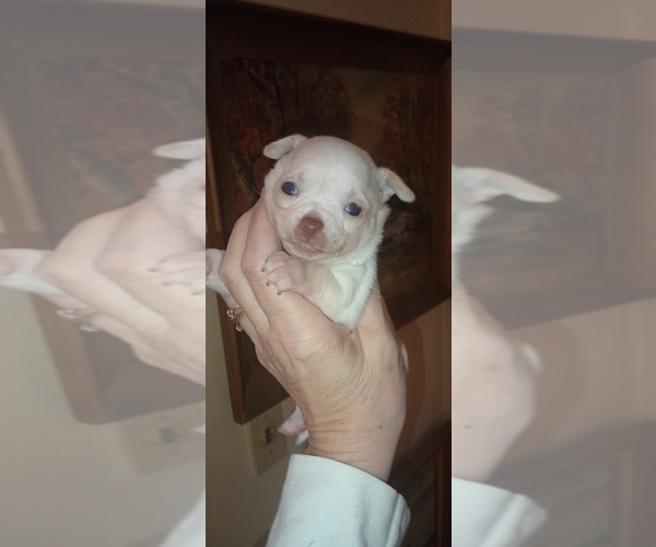 Medium Photo #1 Chihuahua Puppy For Sale in DAYTON, OH, USA