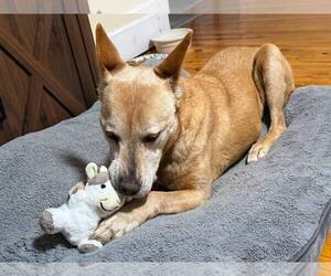 Labrador Retriever-Unknown Mix Dogs for adoption in Hinton, WV, USA