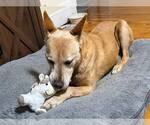 Small Labrador Retriever Mix