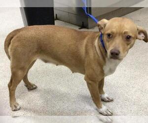 Medium Mutt