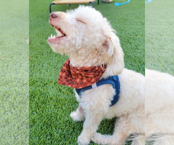 Medium Photo #4 Poodle (Miniature)-Unknown Mix Puppy For Sale in Corona, CA, USA