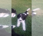Small Photo #4 Aussiedoodle Puppy For Sale in DOWELLTOWN, TN, USA