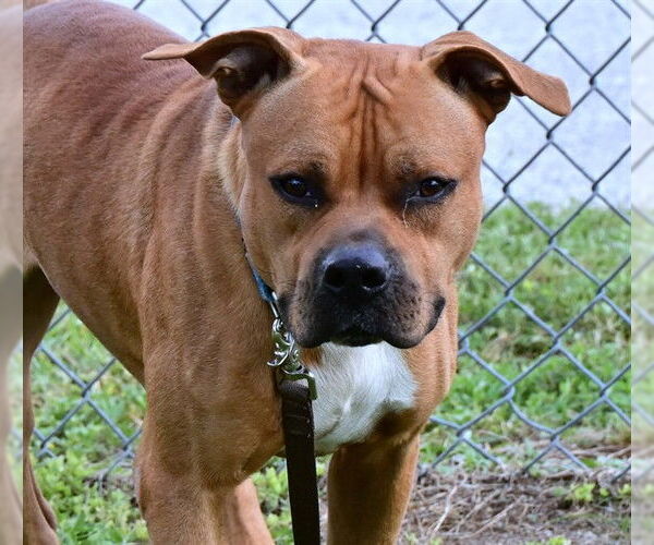 Medium Photo #2 American Pit Bull Terrier-Unknown Mix Puppy For Sale in Ocala, FL, USA