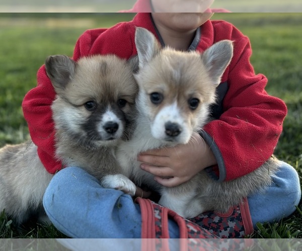 Medium Photo #1 Pembroke Welsh Corgi Puppy For Sale in COBLESKILL, NY, USA