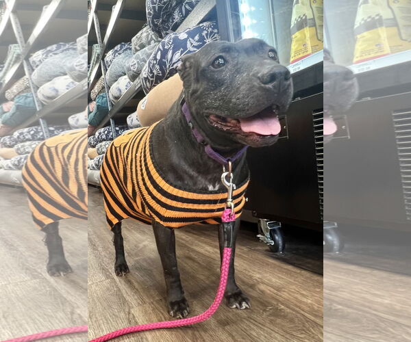 Medium Photo #3 Labrador Retriever-Unknown Mix Puppy For Sale in Munford, TN, USA