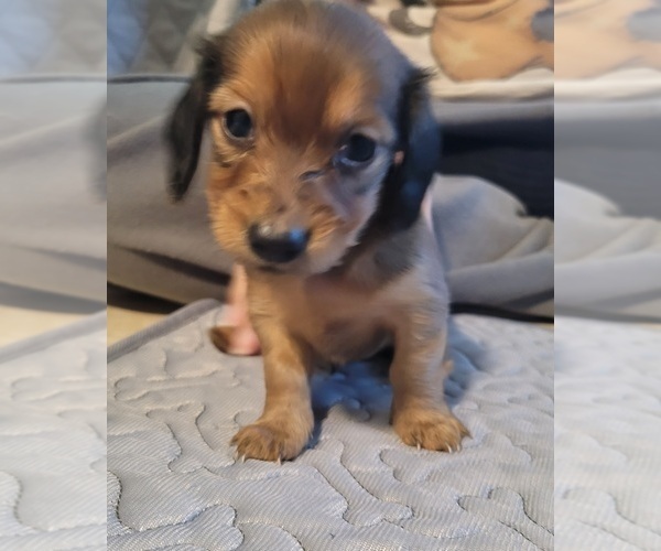 Medium Photo #42 Dachshund Puppy For Sale in PINSON, AL, USA