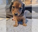 Small #1 Dachshund