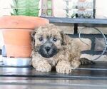 Small #3 ShihPoo