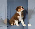 Small #1 Australian Shepherd