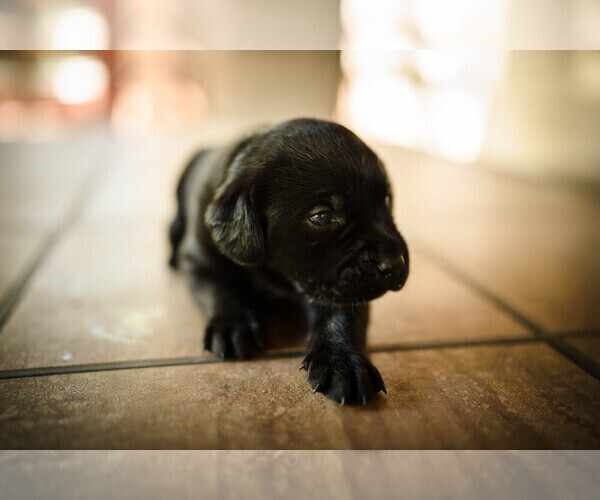 Medium Photo #5 Labrador Retriever Puppy For Sale in CARSON CITY, NV, USA