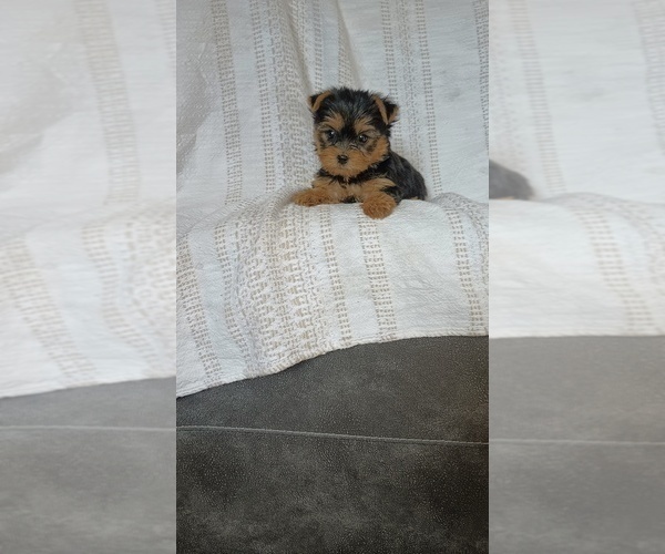 Medium Photo #18 Yorkshire Terrier Puppy For Sale in BENSON, NC, USA