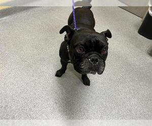 French Bulldog-Staffordshire Bull Terrier Mix Dogs for adoption in Orange, CA, USA