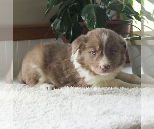 Medium Photo #1 Border Collie Puppy For Sale in MANHEIM, PA, USA
