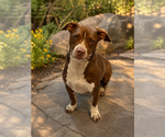 Small #3 American Pit Bull Terrier-Dachshund Mix
