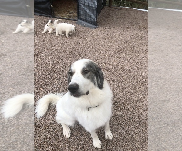 Medium Photo #1 Great Pyrenees Puppy For Sale in WOODLAND PARK, CO, USA