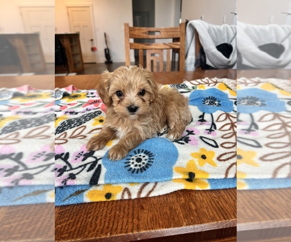 Medium Photo #2 Cavapoo Puppy For Sale in BELDING, MI, USA