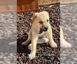 Labrador Retriever-Retriever  Mix Dogs for adoption in Winter Park, CO, USA