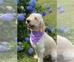 Small Photo #1 Goldendoodle Puppy For Sale in MONTVALE, VA, USA
