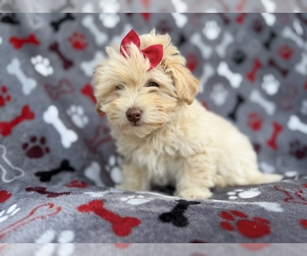 Medium Photo #8 Havapoo Puppy For Sale in LAKELAND, FL, USA