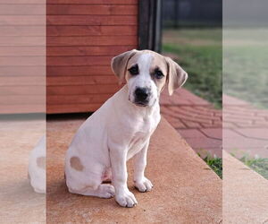 Labrador Retriever-Unknown Mix Dogs for adoption in Rockaway, NJ, USA