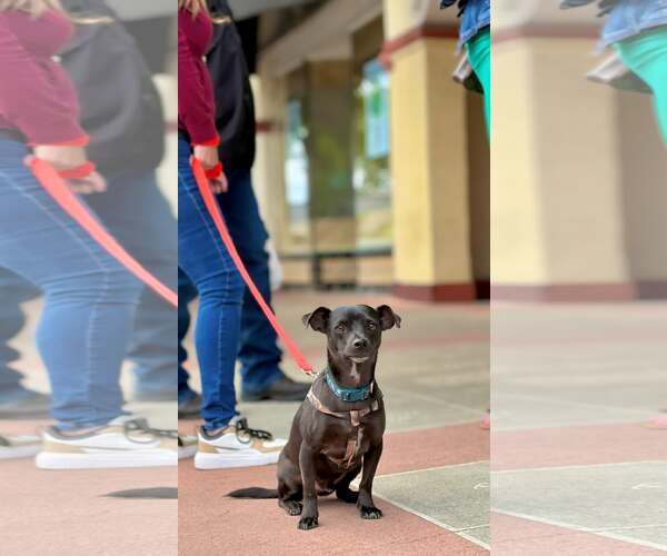 Medium Photo #3  Puppy For Sale in , 