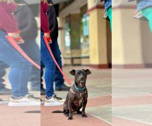 Chihuahua Dogs for adoption in Visalia, CA, USA
