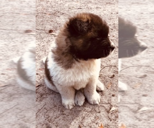 Full screen Photo #8 Akita Puppy For Sale in INGLIS, FL, USA