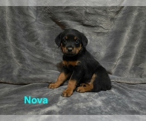 Rottweiler Puppy for sale in COTTLEVILLE, MO, USA