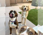 Small #2 American Staffordshire Terrier-Boxer Mix