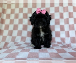 Shih-Poo Puppy for sale in LAKELAND, FL, USA