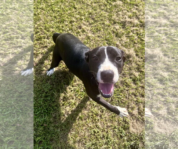 Medium Photo #3 Mutt Puppy For Sale in Eastman, GA, USA