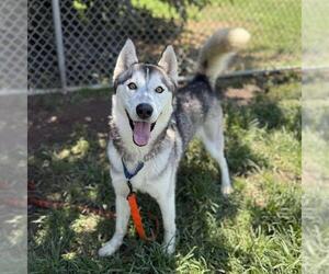 - Mix Dogs for adoption in Modesto, CA, USA
