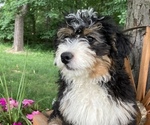 Small Photo #1 Miniature Bernedoodle Puppy For Sale in APPLE CREEK, OH, USA