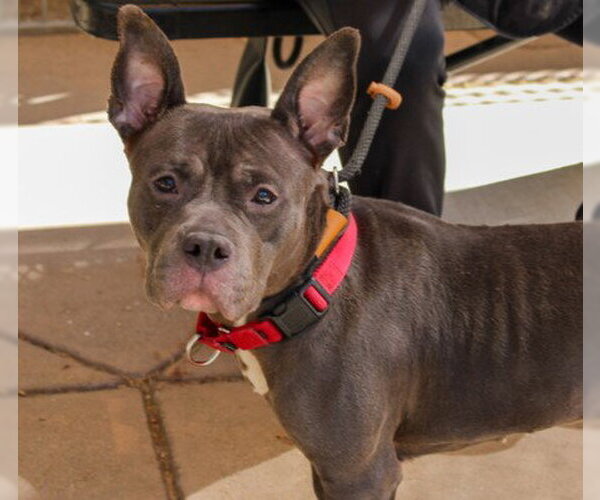 Medium Photo #4 Mutt Puppy For Sale in Martinez, CA, USA