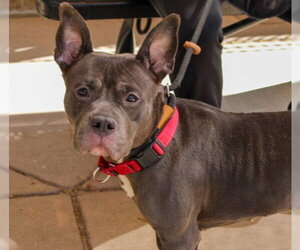 ETTA - Female Mutt Dog for Adoption - Photo #4