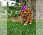 Small #3 Goldendoodle-Poodle (Miniature) Mix