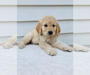 Goldendoodle-Poodle (Standard) Mix Puppy for sale in ORLANDO, FL, USA