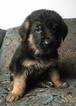 Small Photo #12 German Shepherd Dog Puppy For Sale in COLETA, IL, USA